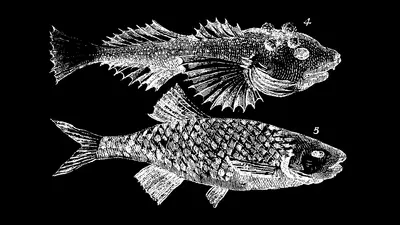 A Bestiary of the Anthropocene
