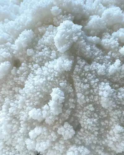 Salt Castles